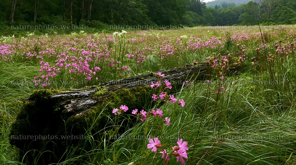 Gifu low carbon meadow with mossy log and wildflowers – nature photos 10608x5938