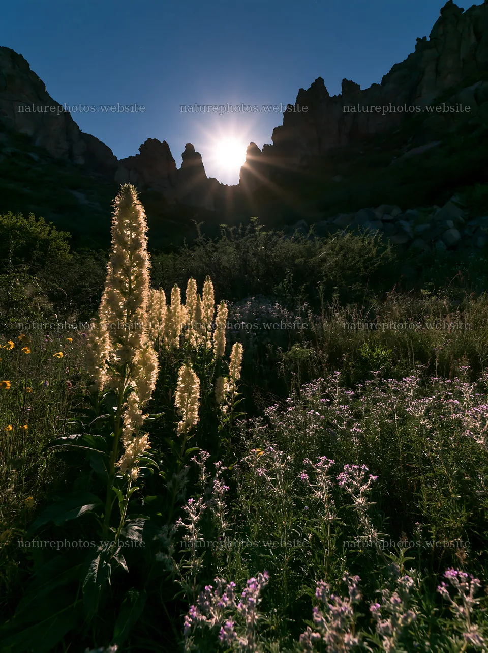 Moonlit meadow with plants and rocky formations at sunset – nature photos 6866x9174