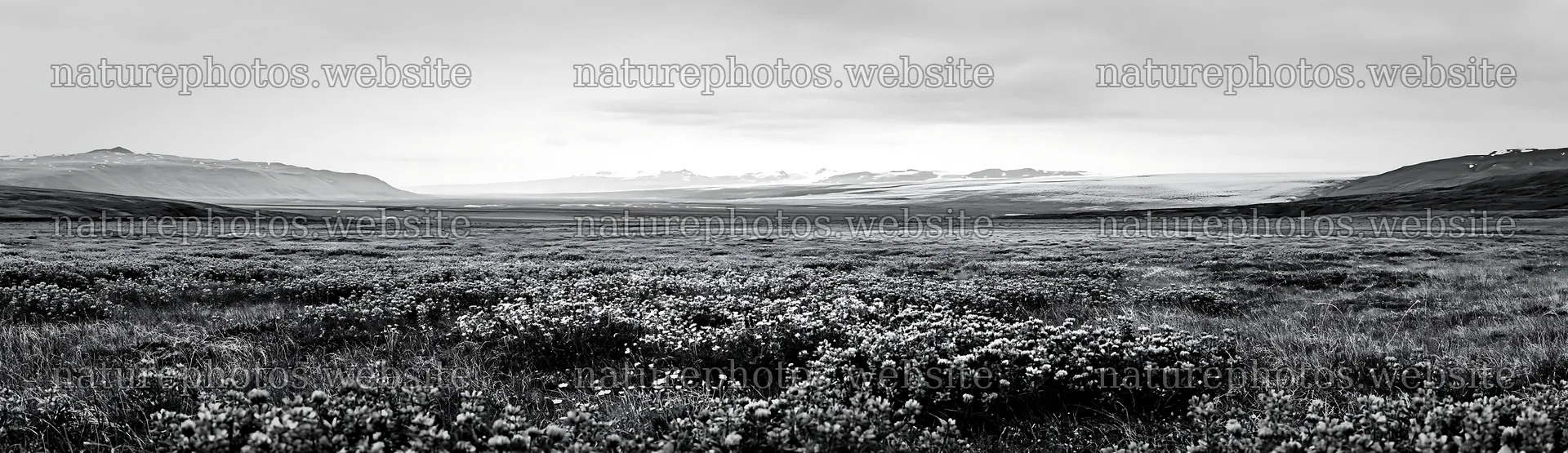 Colorful clover meadow with mountains in the background – nature photos 14762x4268