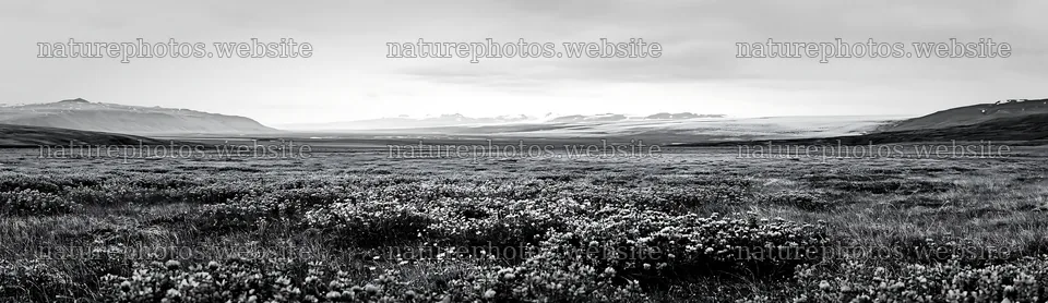 Colorful clover meadow with mountains in the background – nature photos 14762x4268