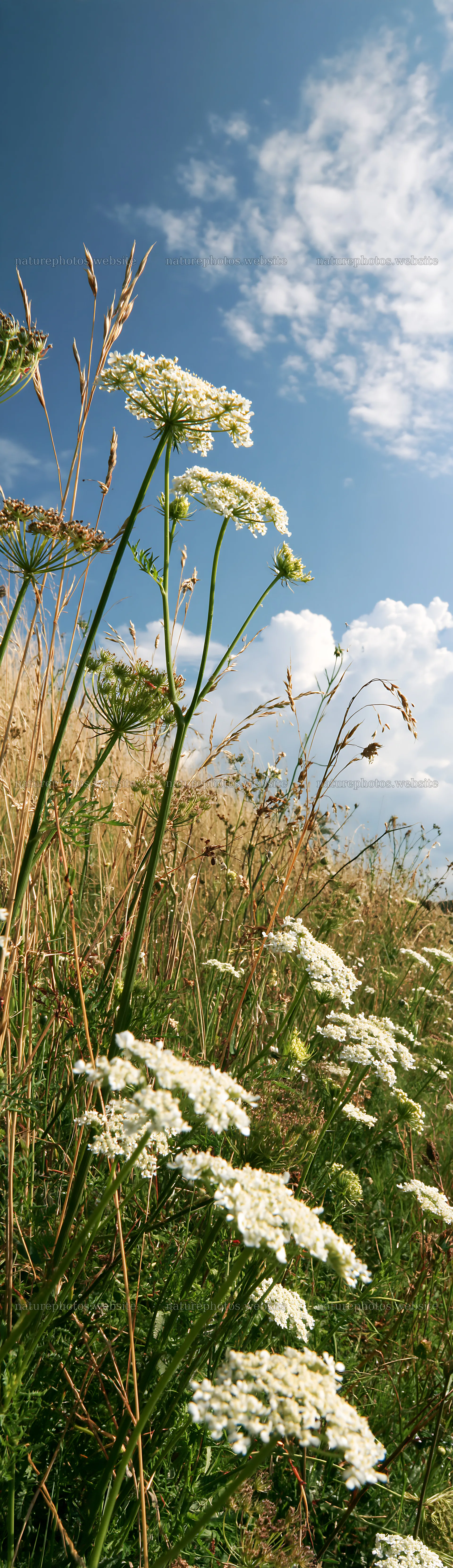 Sunny meadow with white flowers and blue sky – nature photos 4268x14762