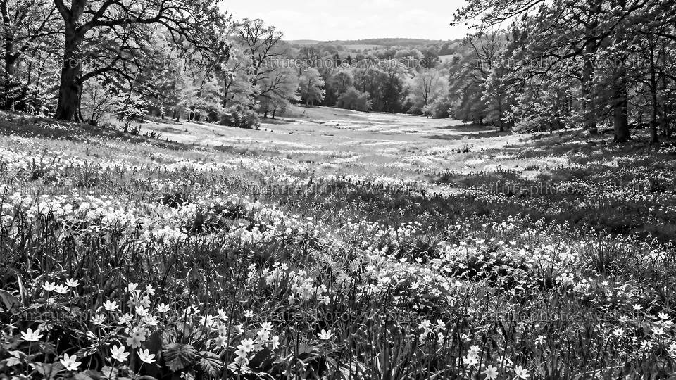 Black and White Woodland Clearing with Wildflowers – nature photos 10324x5812