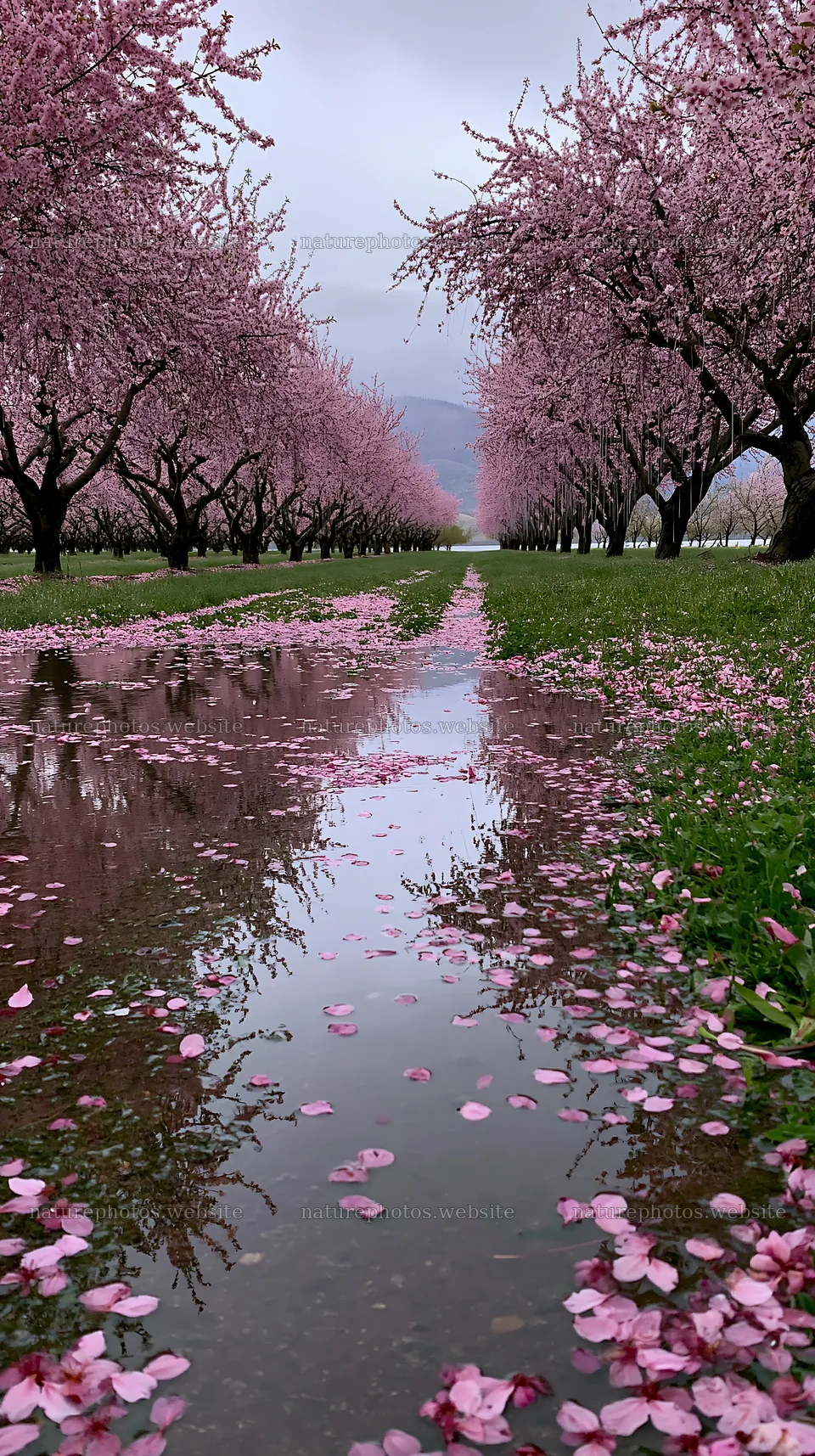 Lakeside orchard meadow with pink blossoms and water reflections – nature photos 5938x10608