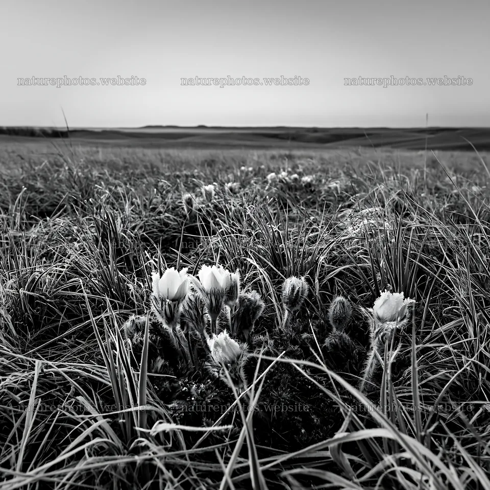 Spring meadow with flowers in black and white landscape – nature photos 7938x7938