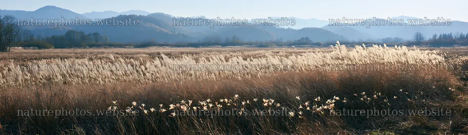 Akita snowmelt meadow with silver grasses in the mountains – nature photos 14762x4268