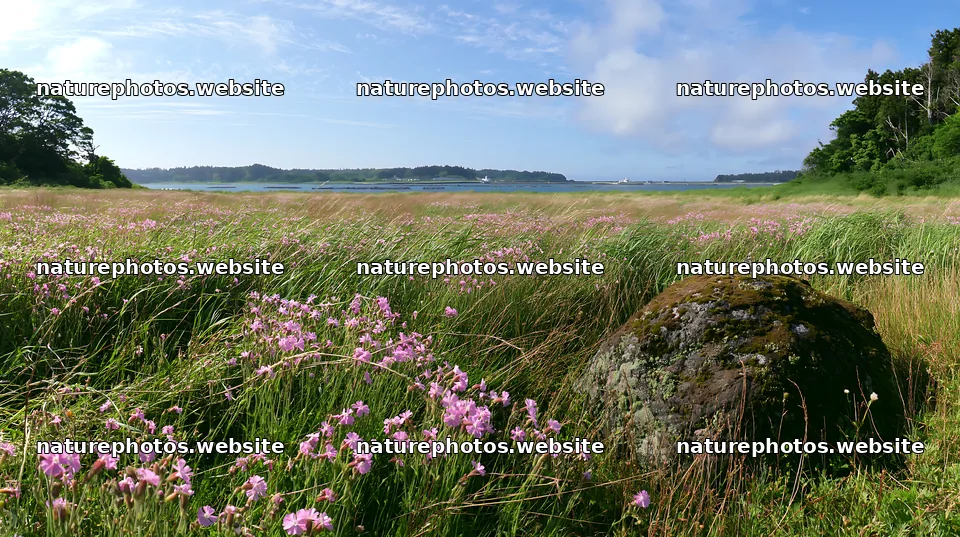 Miyagi spring recovery meadow mossy stone with flowers and grass – nature photos 10608x5938
