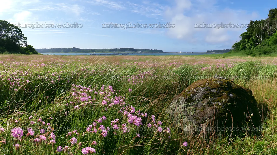 Miyagi spring recovery meadow mossy stone with flowers and grass – nature photos 10608x5938