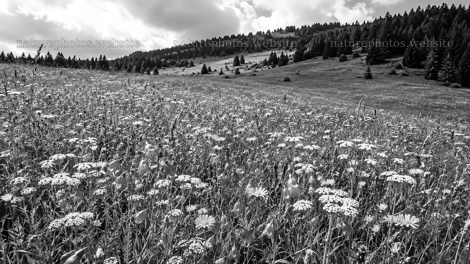 Wildflower Meadow in a Woodland Clearing – nature photos 10324x5812