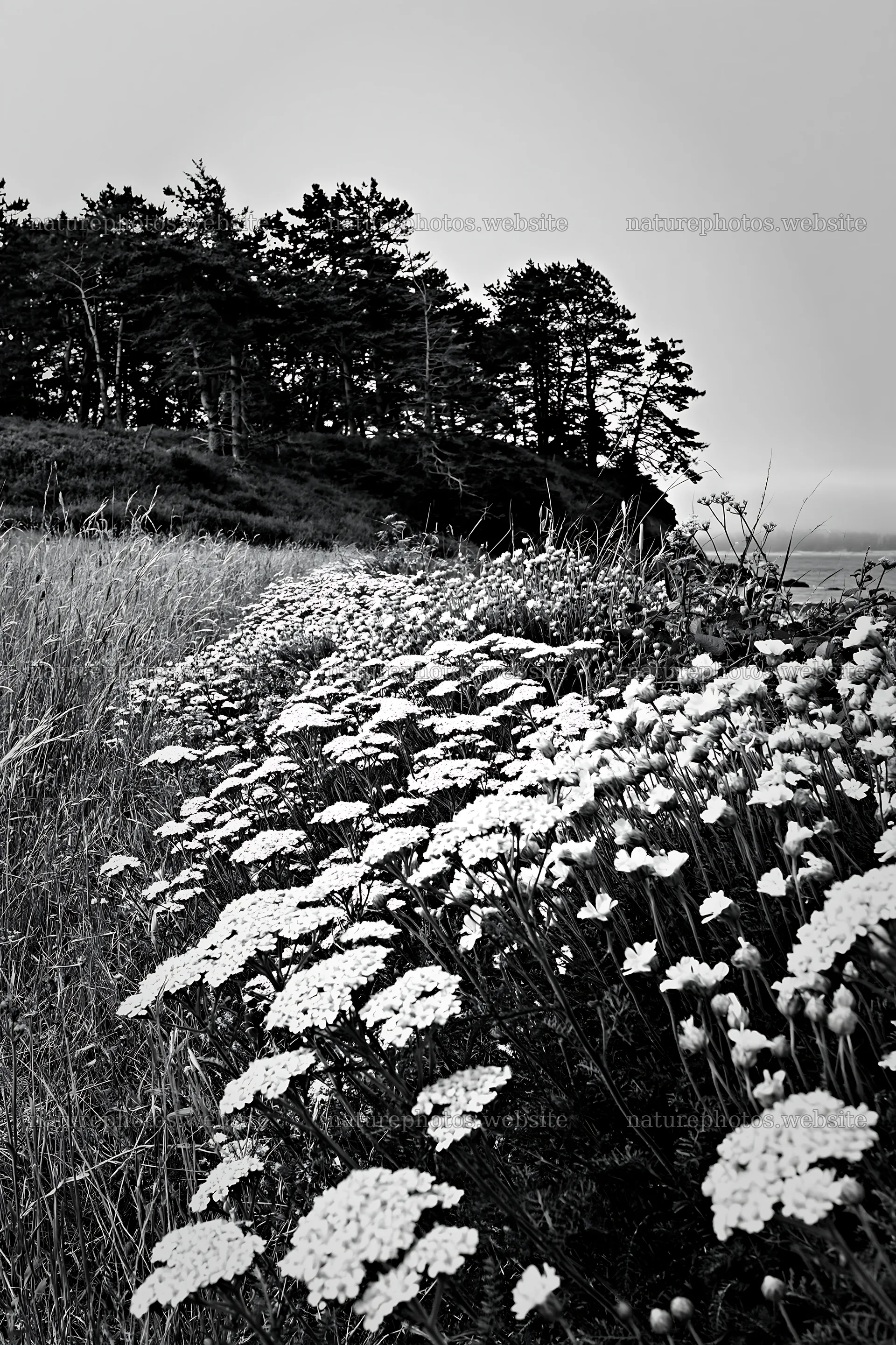 Meadow flower border with woodland in black and white – nature photos 6480x9722