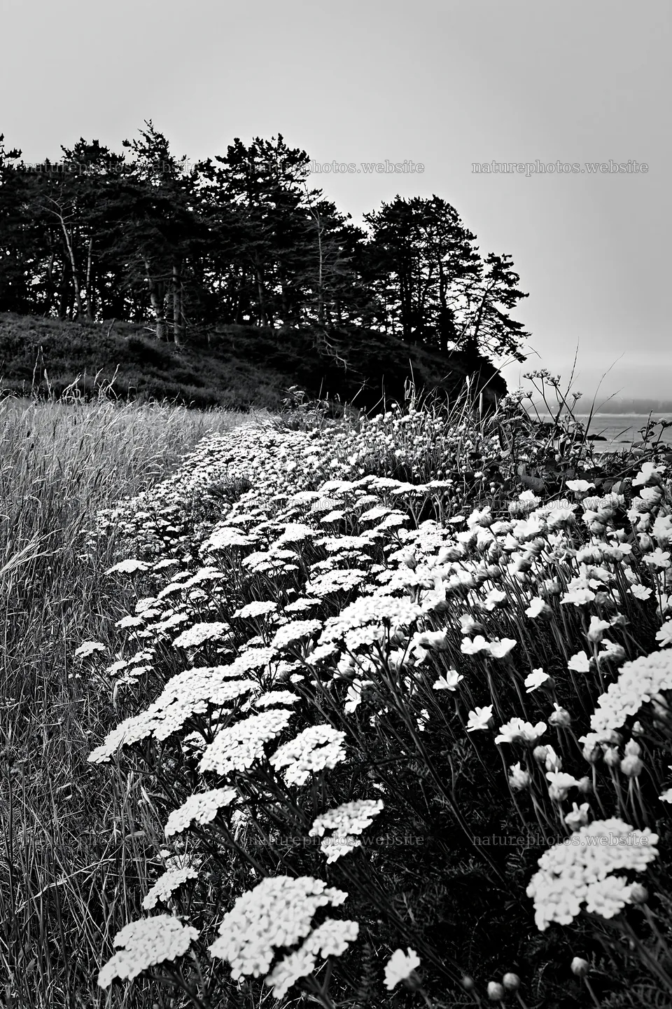 Meadow flower border with woodland in black and white – nature photos 6480x9722