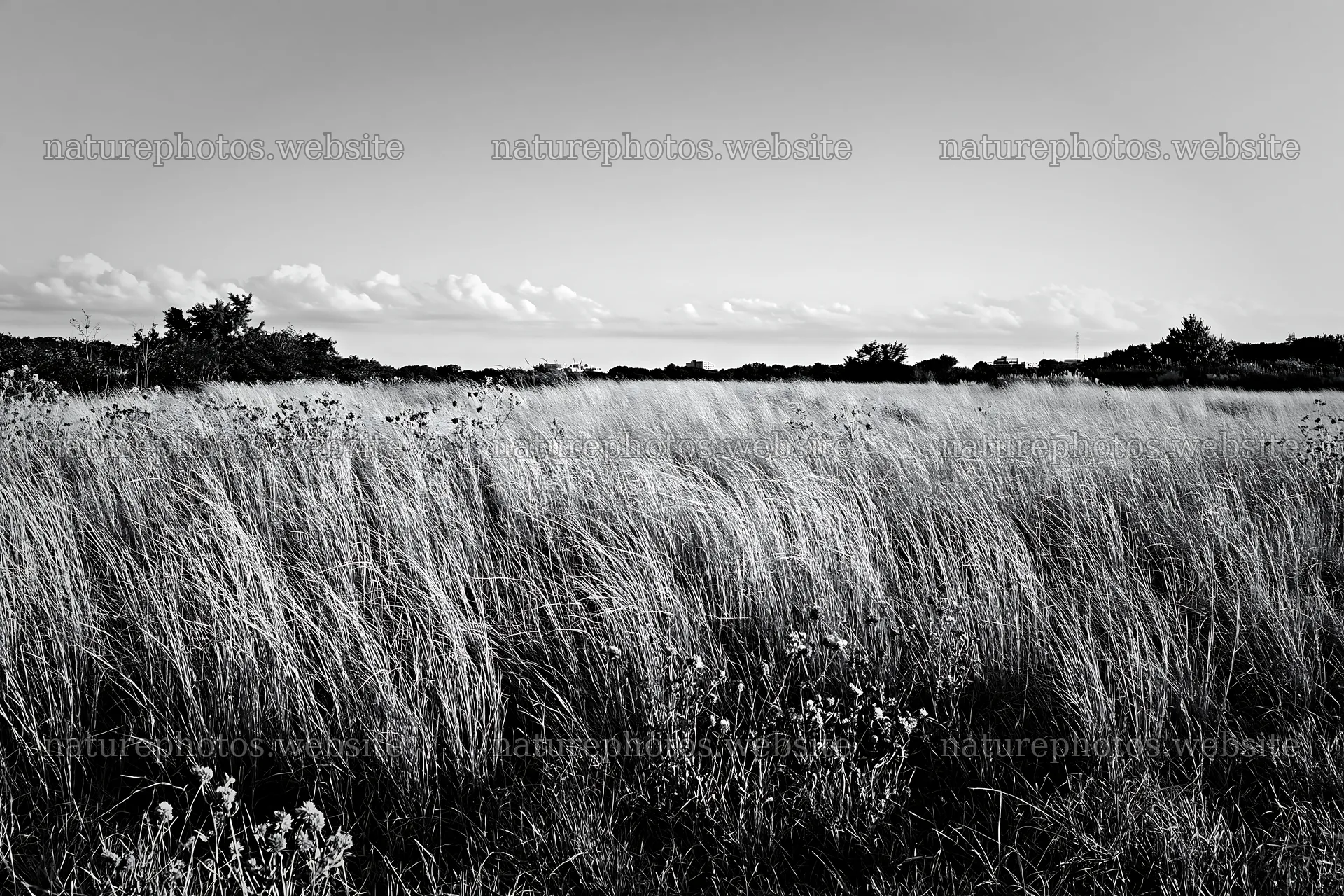 Tokyo urban biodiversity meadow with seedheads in black and white – nature photos 9722x6480