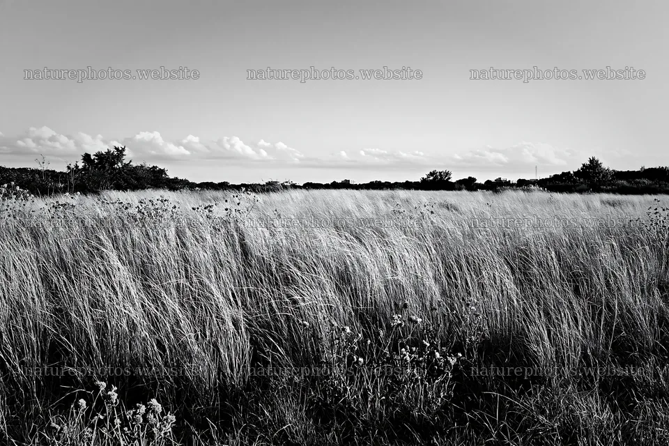 Tokyo urban biodiversity meadow with seedheads in black and white – nature photos 9722x6480