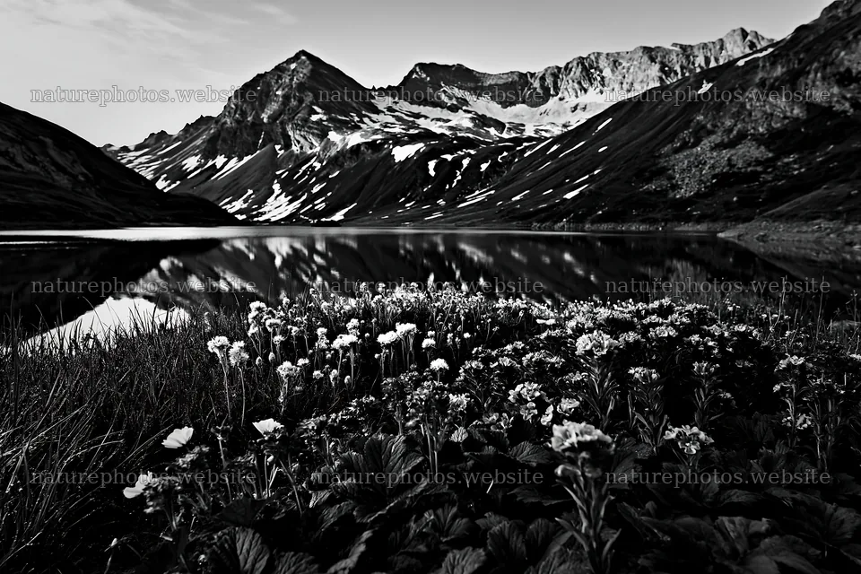 Swiss meadow beside alpine lake with flowers and mountains – nature photos 9722x6480