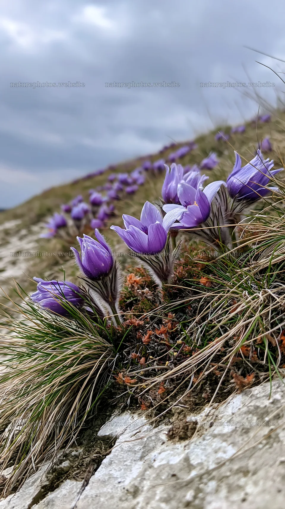 Cloudy meadow with pasque flower blooms in spring – nature photos 5938x10608