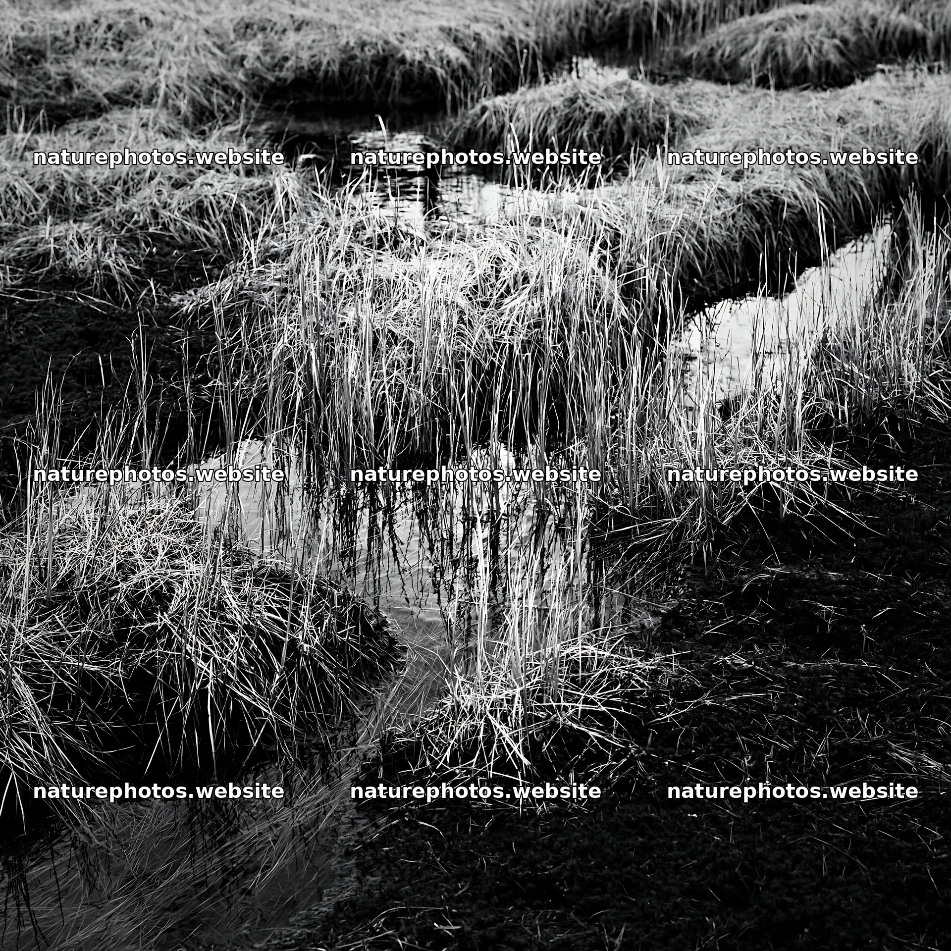 Akita snowmelt meadow with silver grasses in a natural setting – nature photos 7938x7938