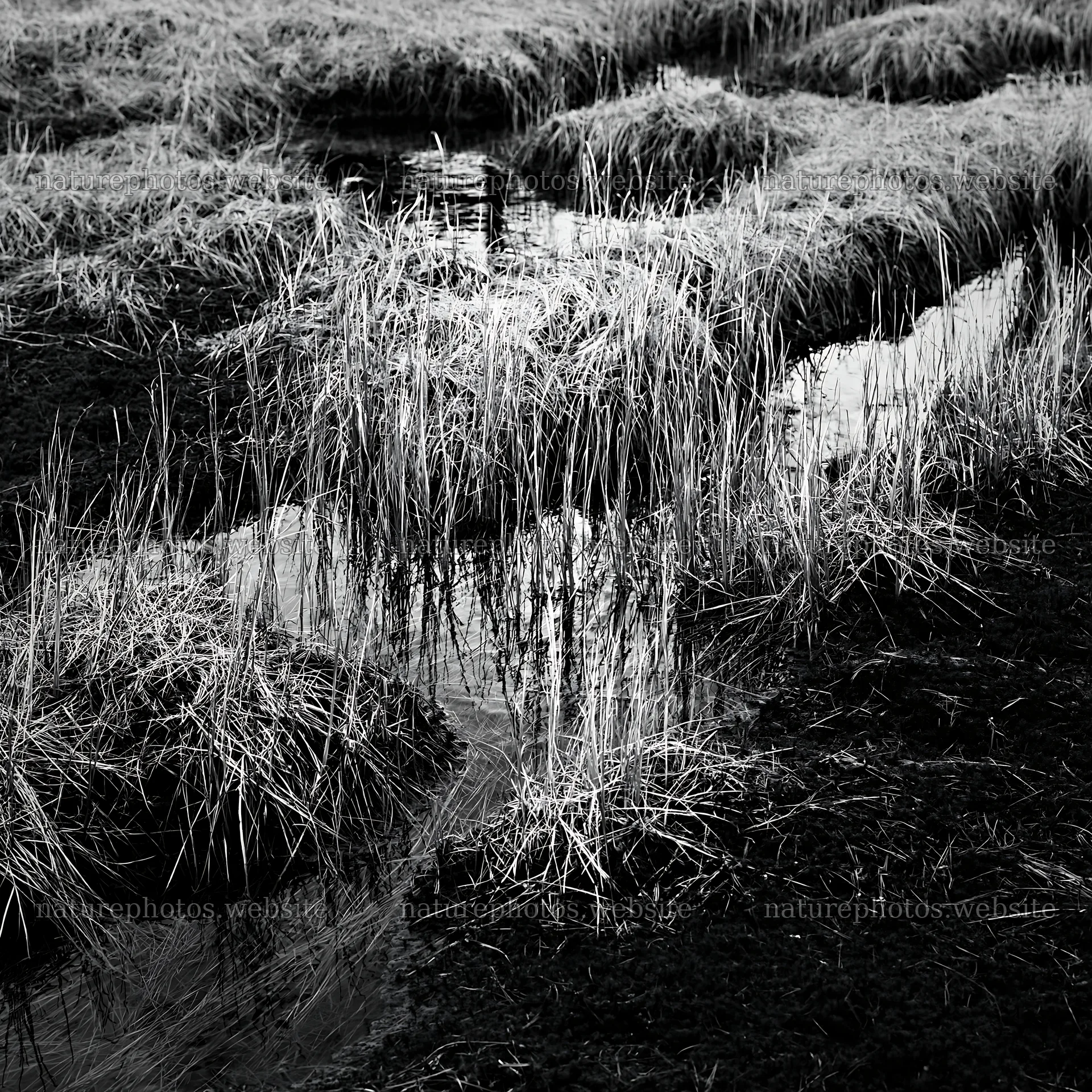 Akita snowmelt meadow with silver grasses in a natural setting – nature photos 7938x7938