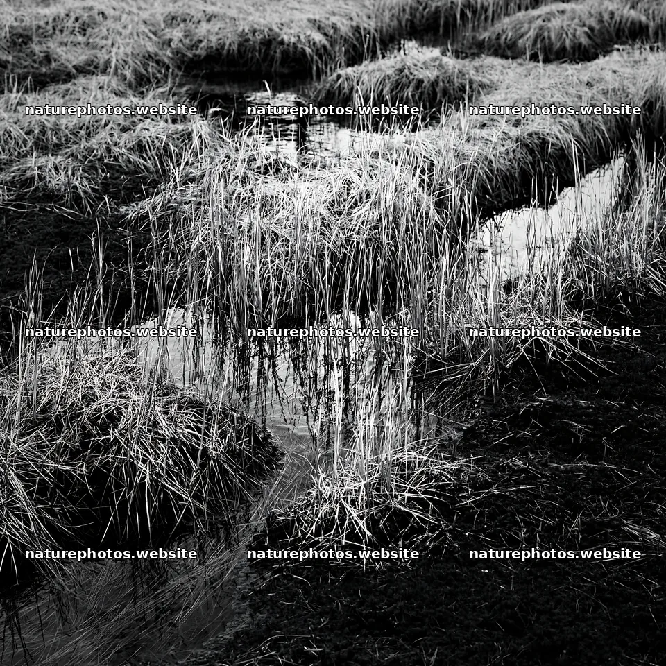 Akita snowmelt meadow with silver grasses in a natural setting – nature photos 7938x7938