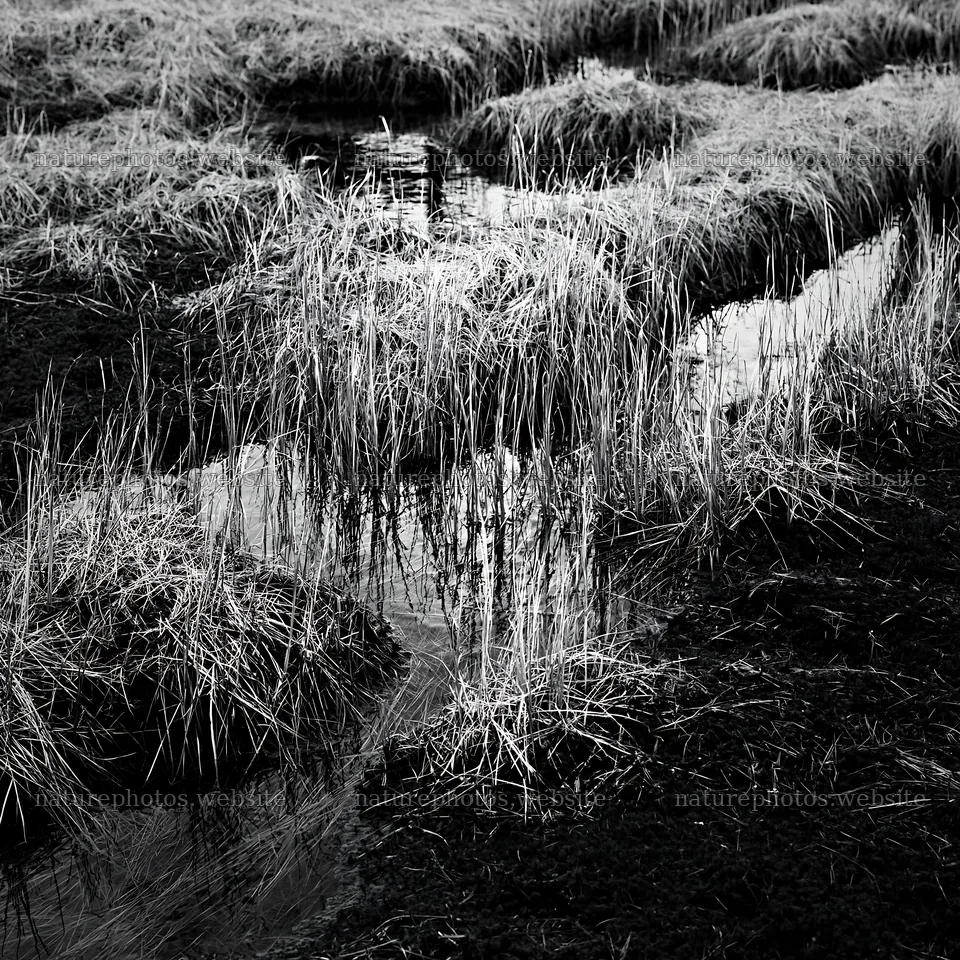 Akita snowmelt meadow with silver grasses in a natural setting – nature photos 7938x7938