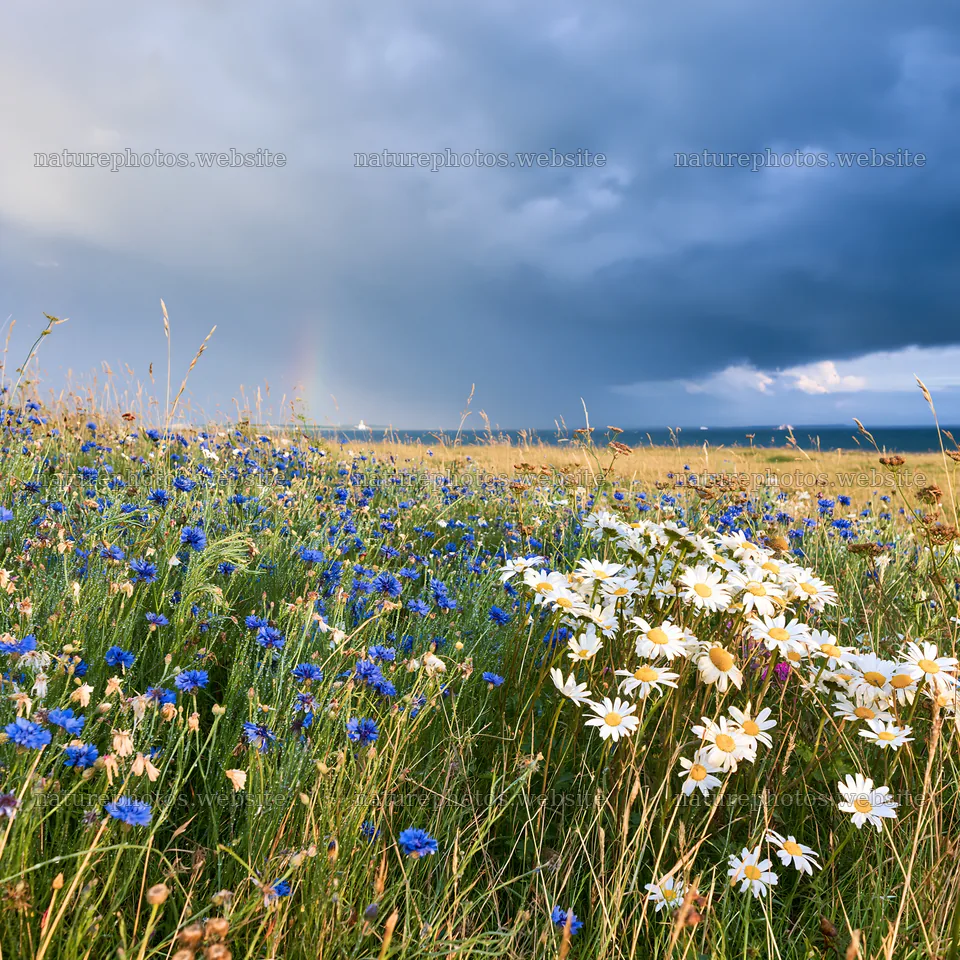 Cornflower meadow website header image with blue flowers – nature photos 7938x7938