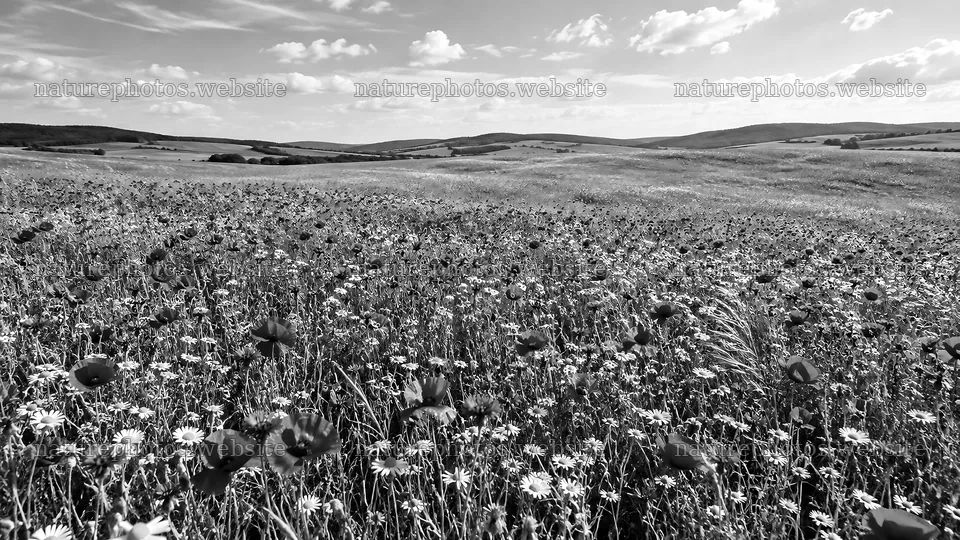 Monochrome Wildflower Meadow and Rolling Hills – nature photos 10324x5812