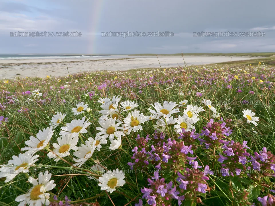 Machair beach meadow with wildflowers and ocean view – nature photos 9174x6866