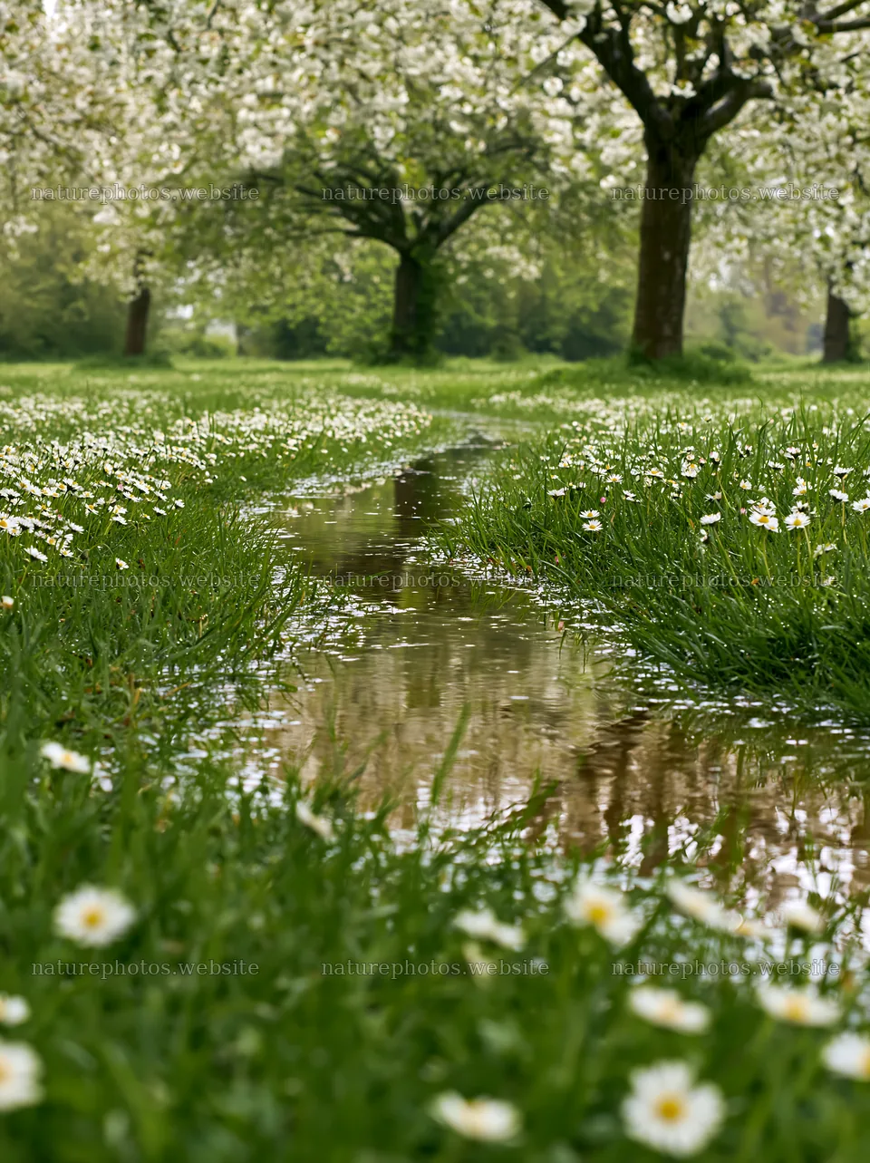 Spring orchard meadow with flowers and reflections in water – nature photos 6866x9174