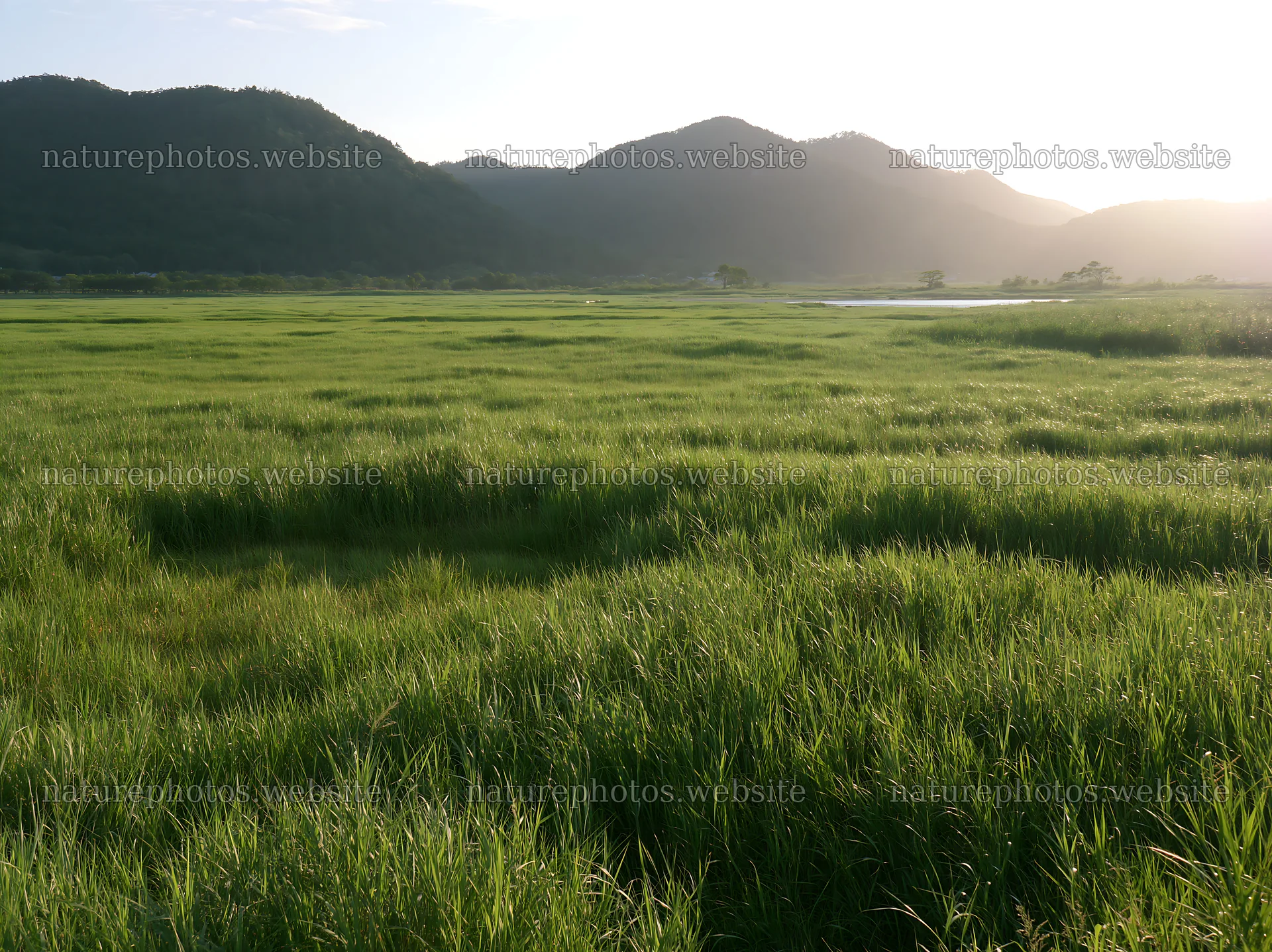 Shiga wetland meadow with reeds during late afternoon light – nature photos 9174x6866