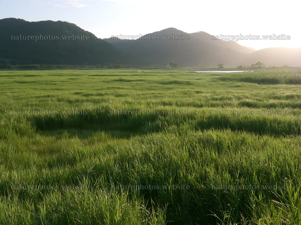 Shiga wetland meadow with reeds during late afternoon light – nature photos 9174x6866