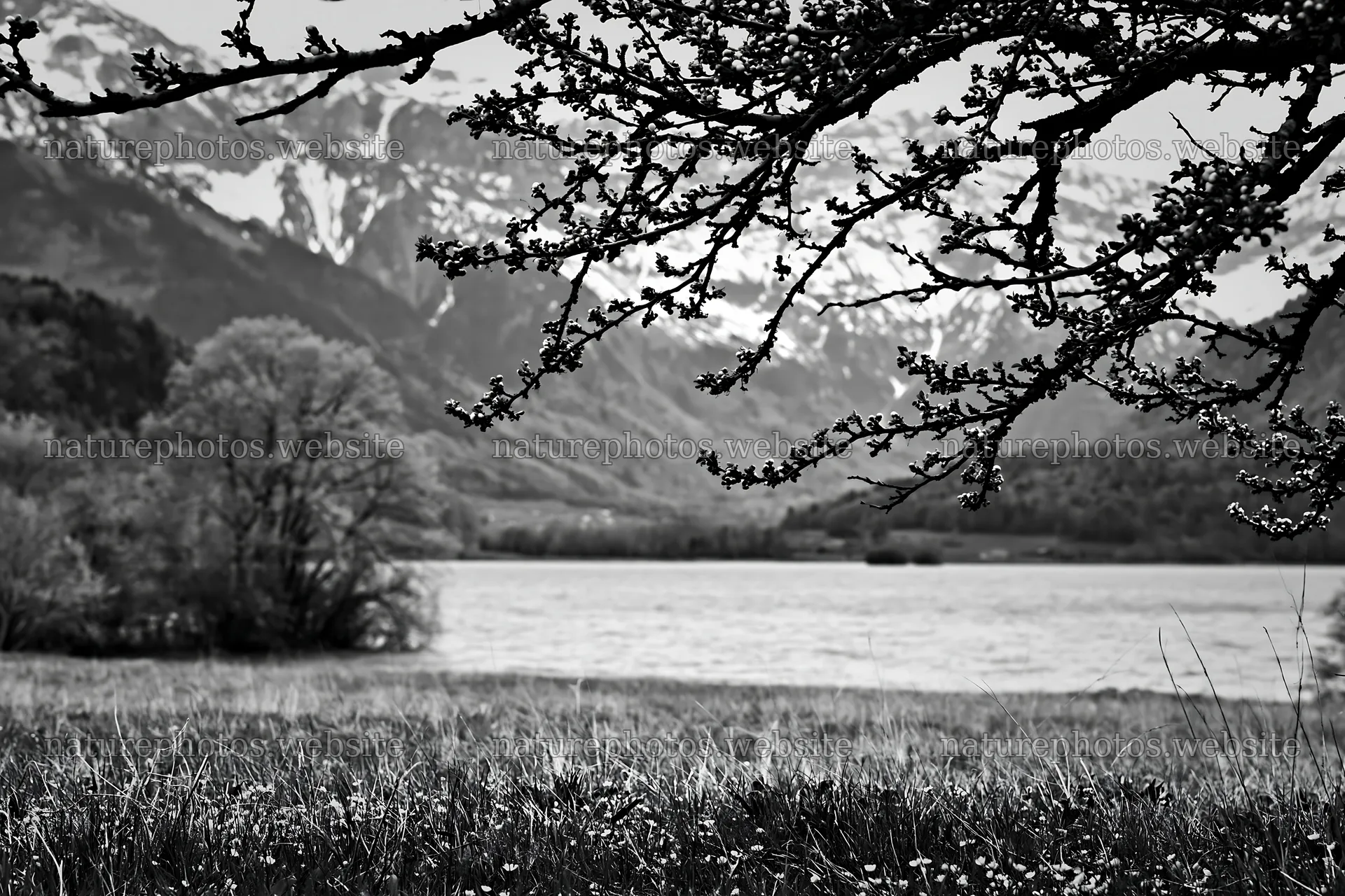 Lakeside orchard meadow with trees and mountains visible – nature photos 9722x6480