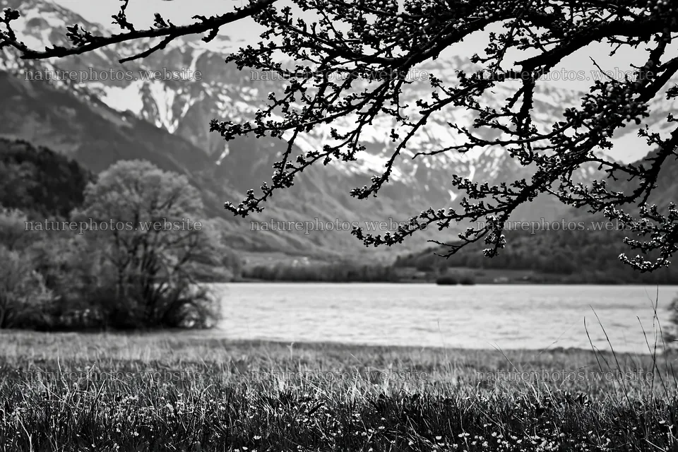 Lakeside orchard meadow with trees and mountains visible – nature photos 9722x6480
