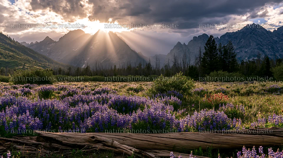 Crepuscular rays shining over a meadow in the mountains – nature photos 10608x5938