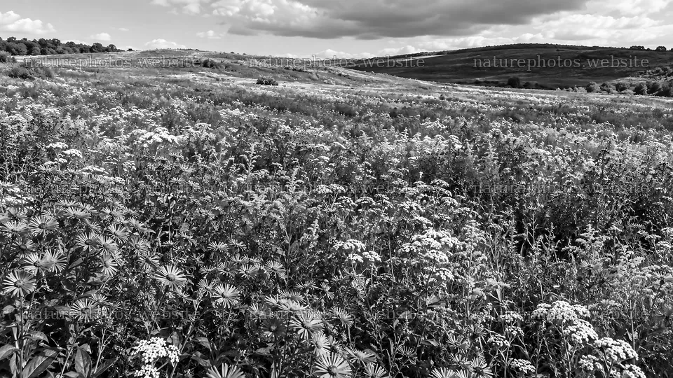Wildflower Meadow Across Rolling Hills in Black and White – nature photos 10324x5812