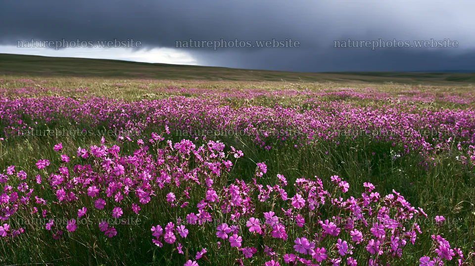 Pink campion meadow under dark clouds in open landscape – nature photos 10608x5938