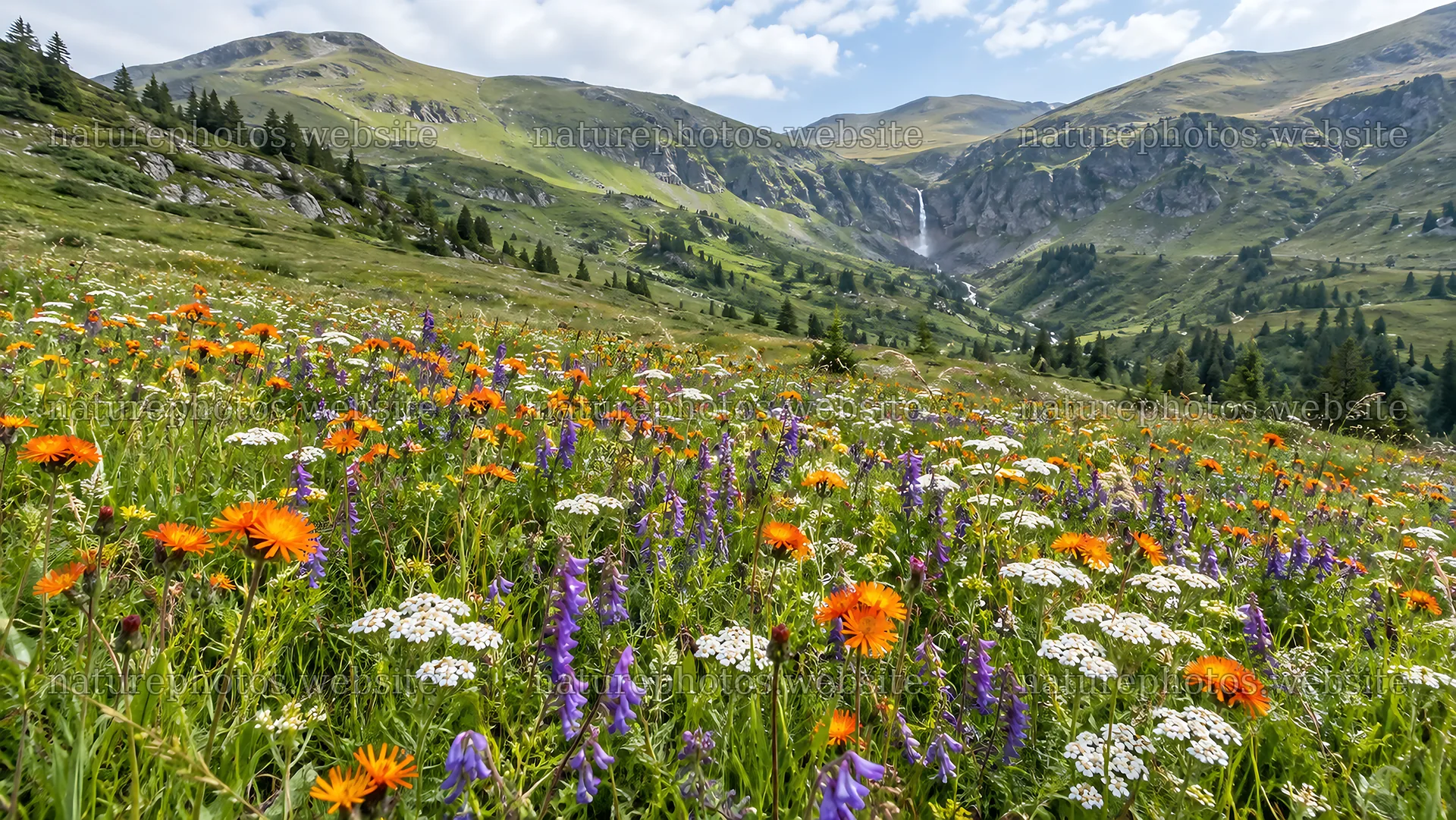Wildflower Meadow Beneath Alpine Mountains – nature photos 10324x5812