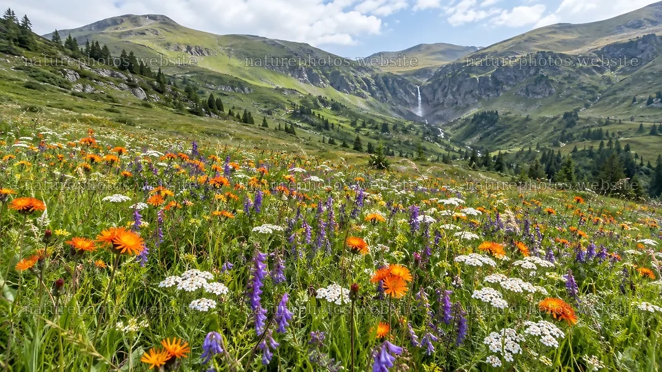 Wildflower Meadow Beneath Alpine Mountains – nature photos 10324x5812