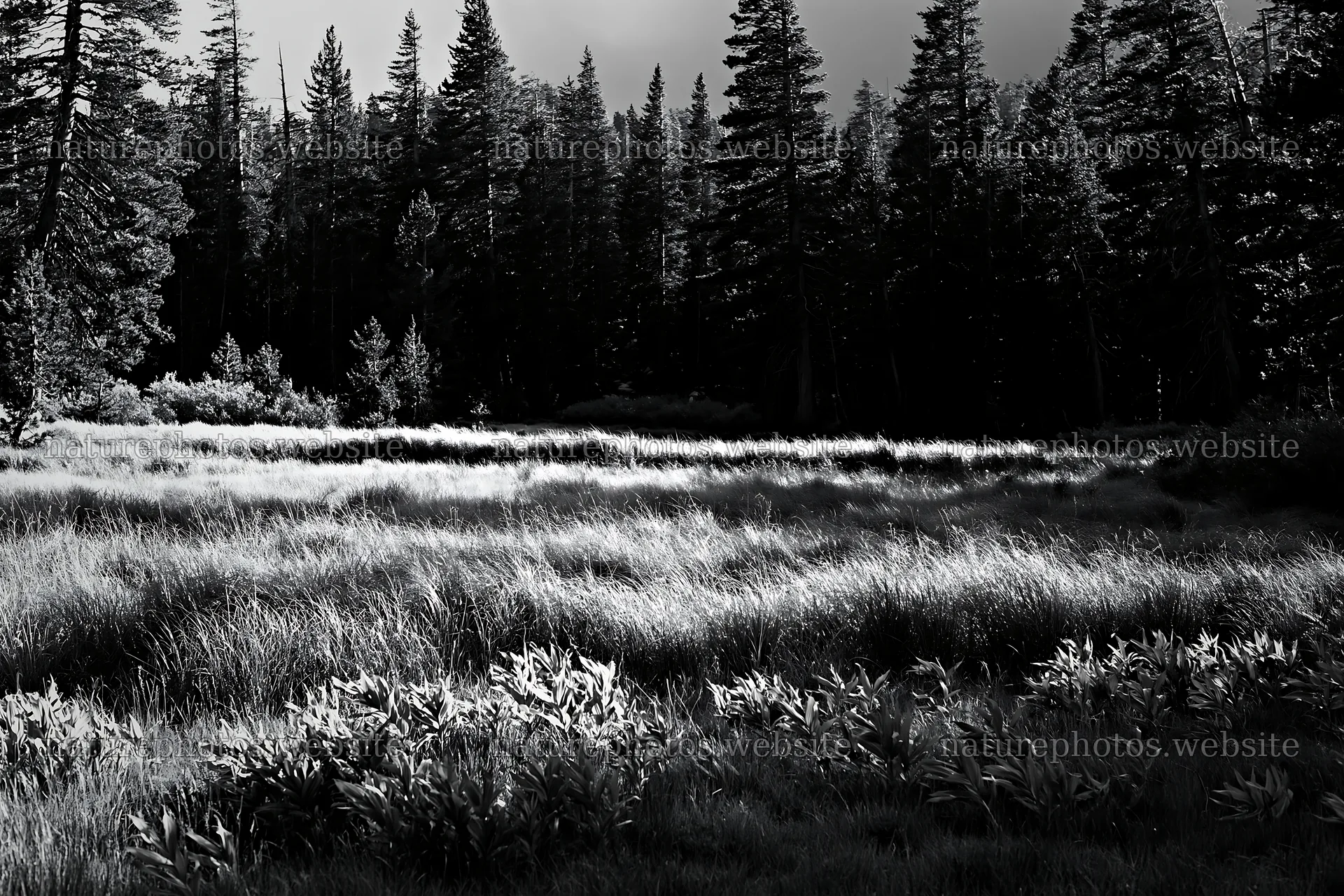 Pine forest meadow with tall grass and trees in the background – nature photos 9722x6480