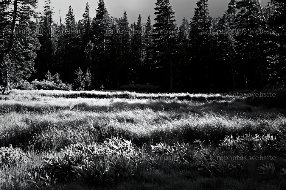 Pine forest meadow with tall grass and trees in the background – nature photos 9722x6480