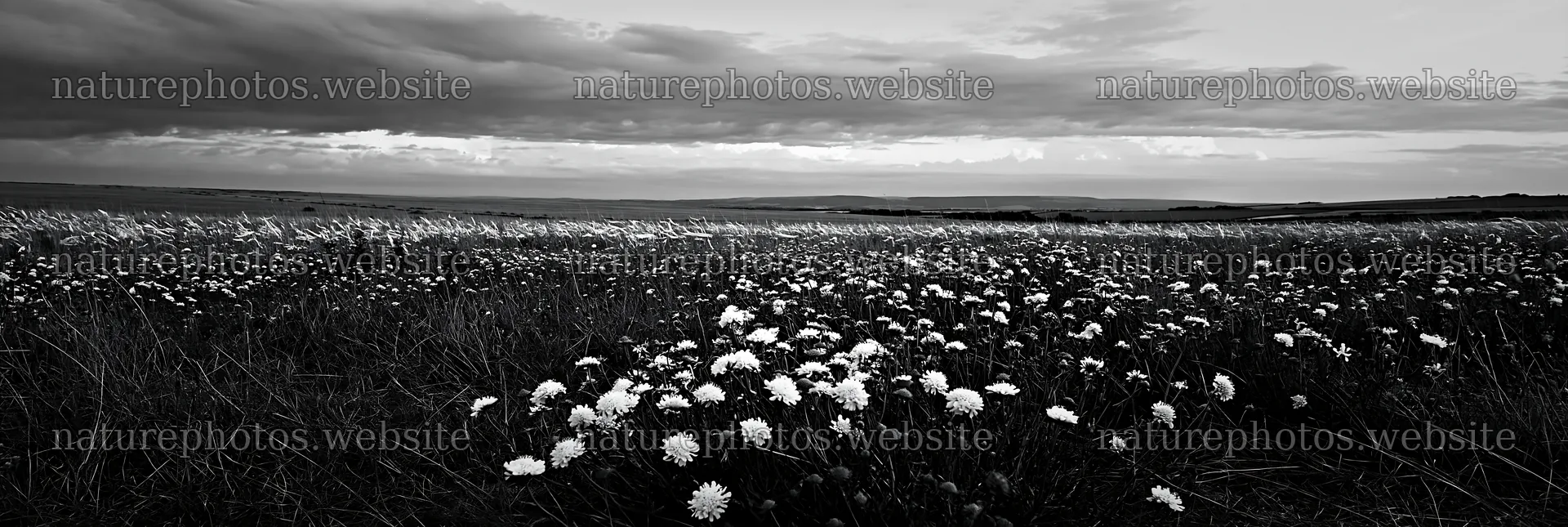 Cloudy scene of dry flower meadow with distant hills – nature photos 13690x4602