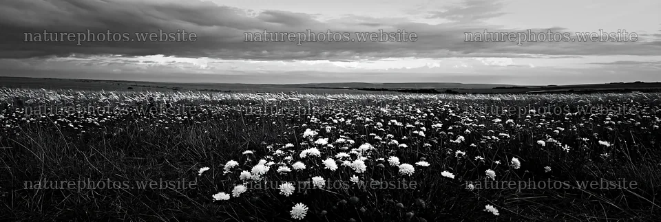 Cloudy scene of dry flower meadow with distant hills – nature photos 13690x4602