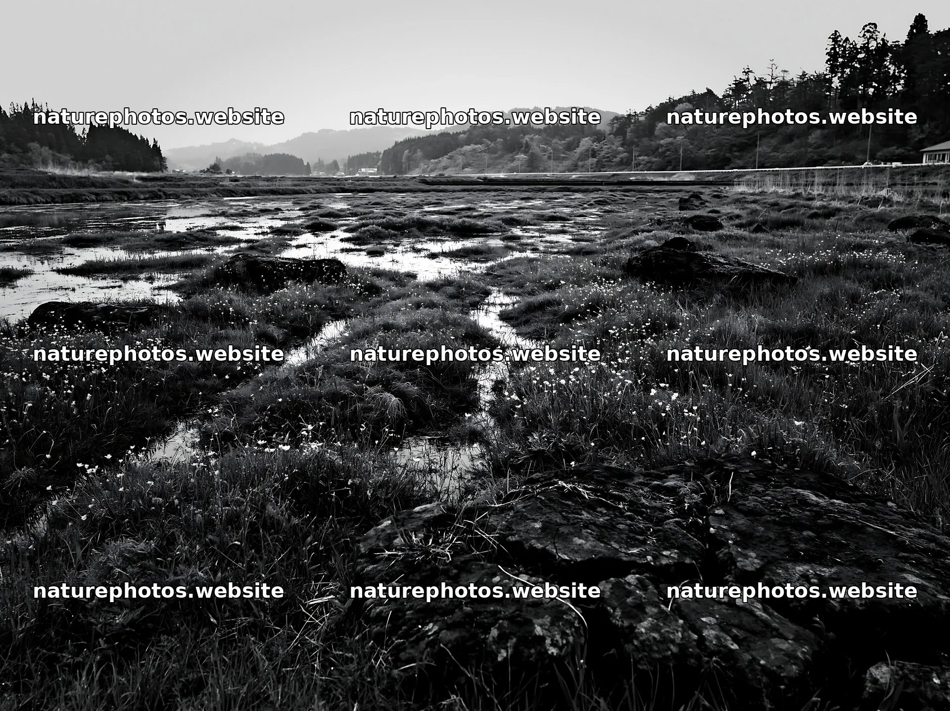 Miyagi spring recovery meadow mossy stone in wetland area – nature photos 9174x6866