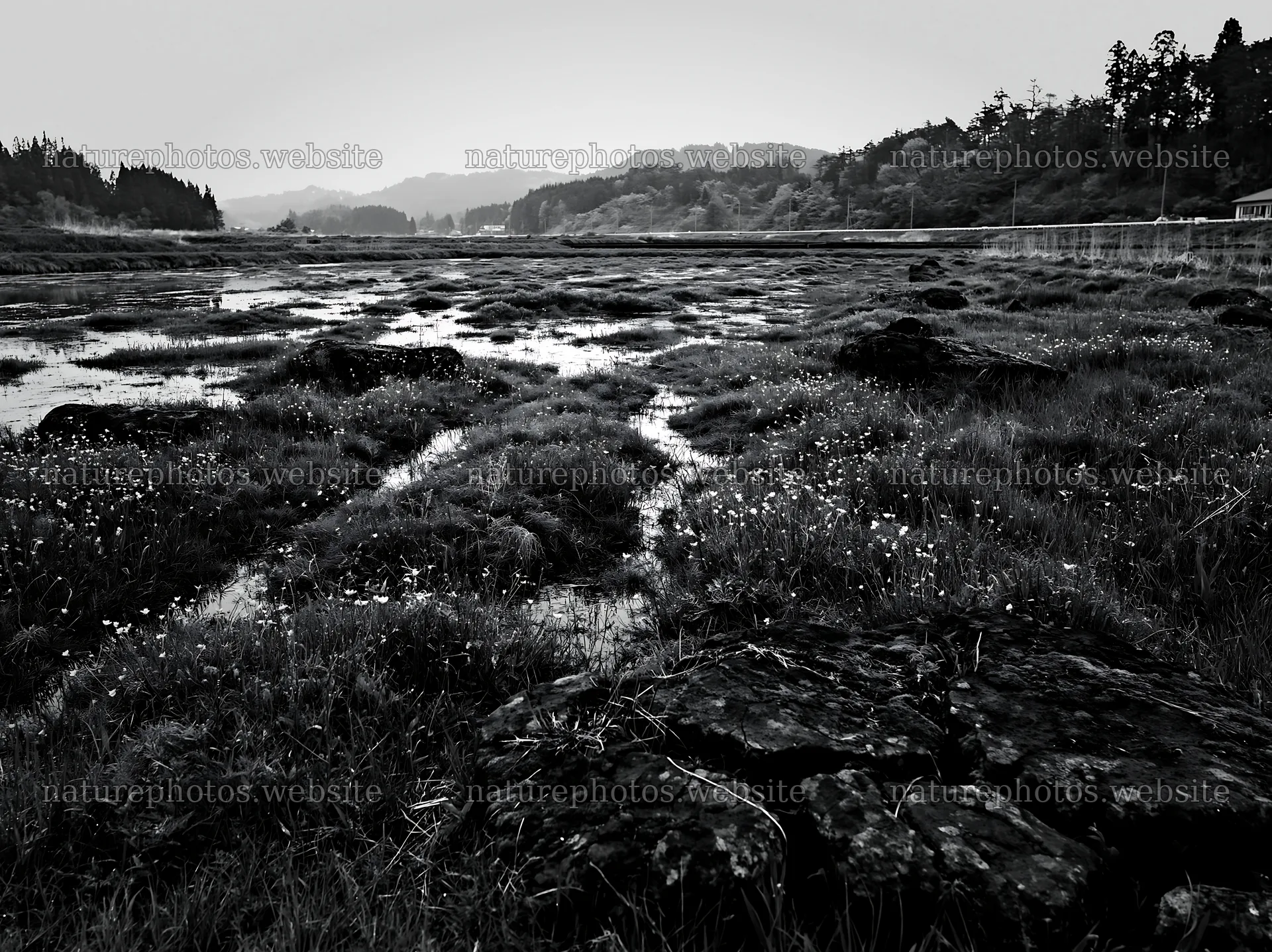Miyagi spring recovery meadow mossy stone in wetland area – nature photos 9174x6866