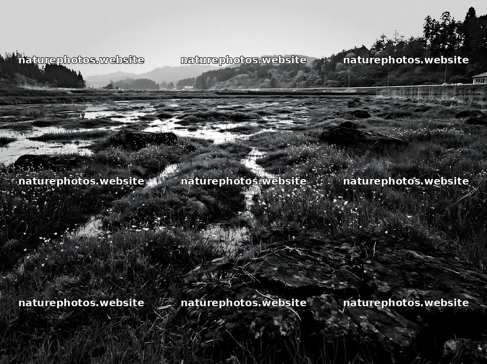 Miyagi spring recovery meadow mossy stone in wetland area – nature photos 9174x6866