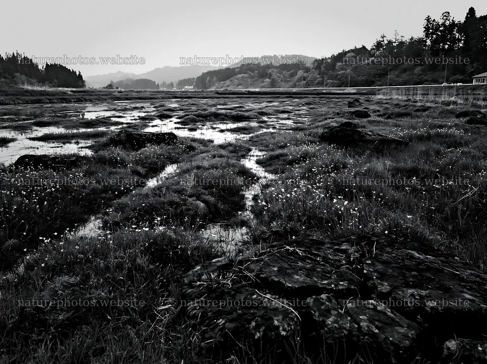 Miyagi spring recovery meadow mossy stone in wetland area – nature photos 9174x6866