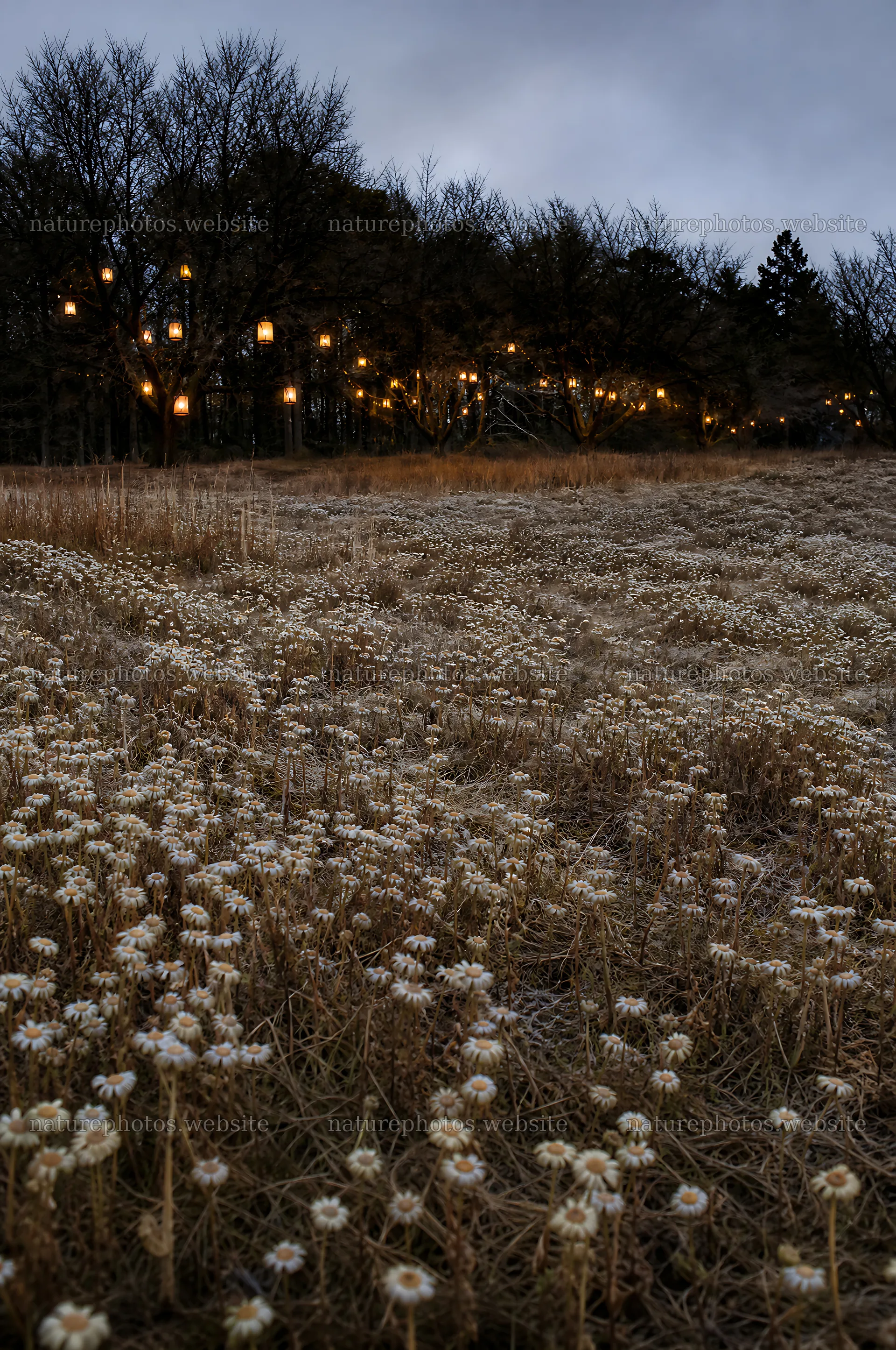 Vibrant Christmas lights across winter meadow in evening – nature photos 6468x9740