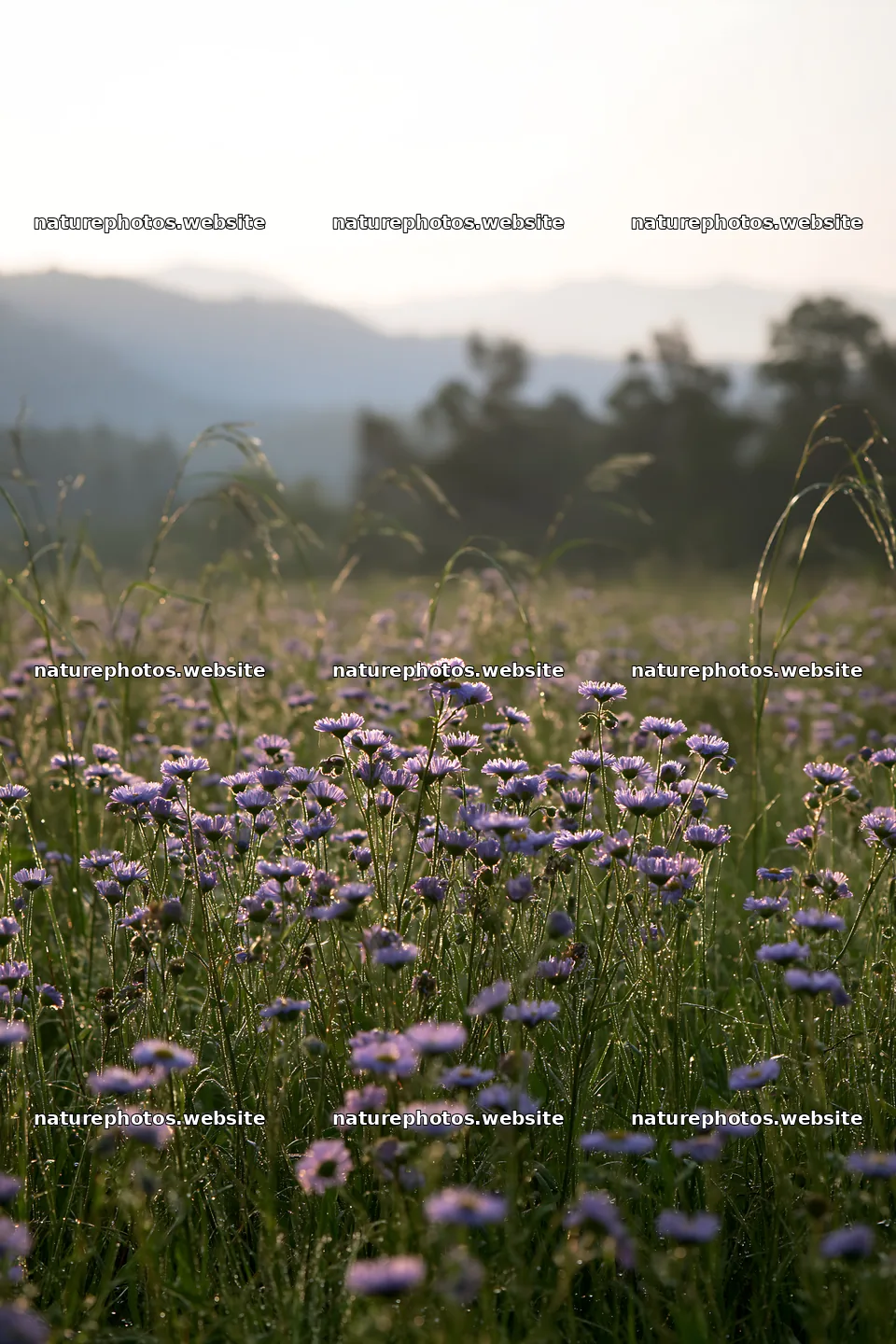 Expansive Hokkaido restoration meadow with dewdrops – nature photos 6480x9722