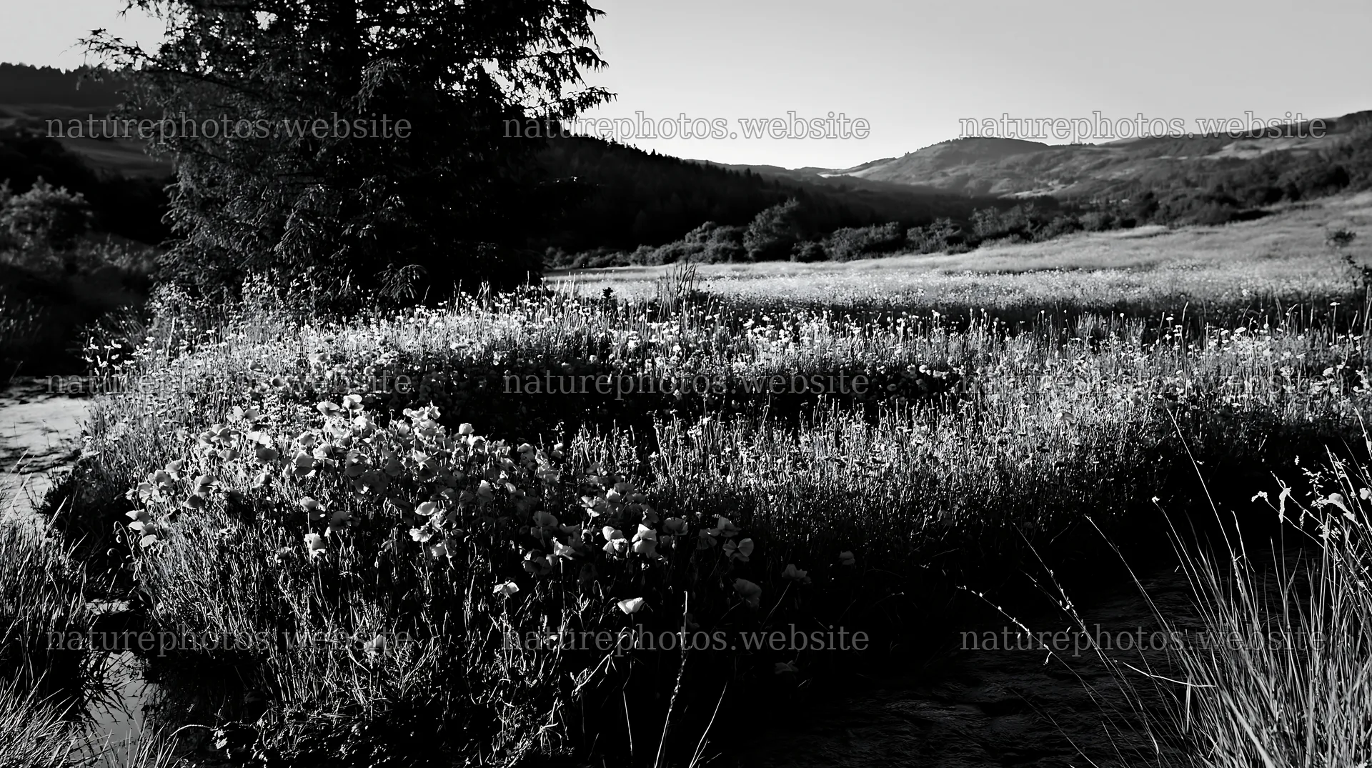Christmas tree beside stream in meadow – nature photos 10608x5938
