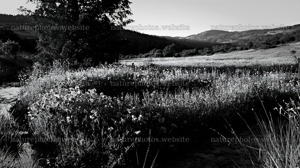 Christmas tree beside stream in meadow – nature photos 10608x5938