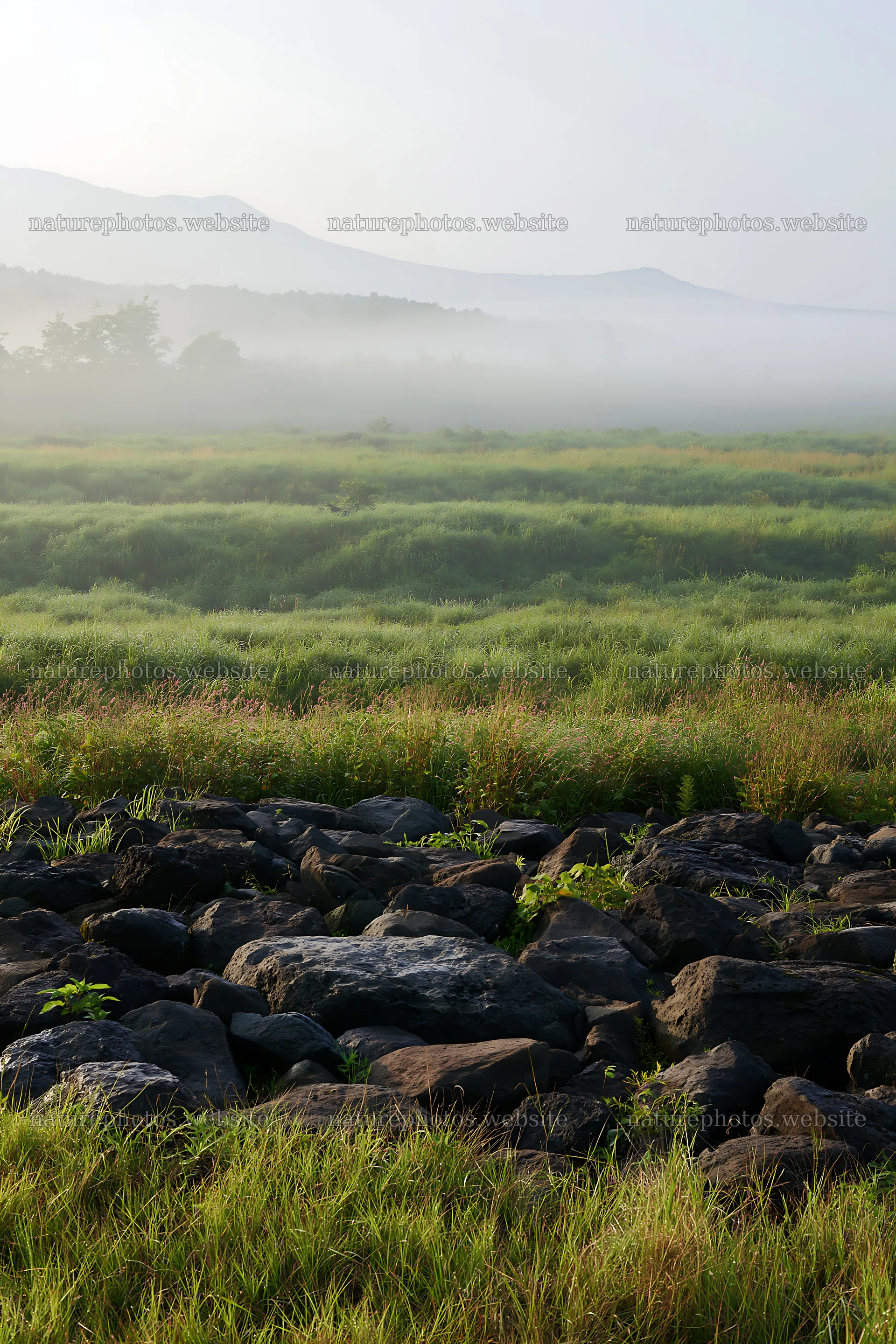 Yamanashi regenerative meadow with basalt stones under morning mist – nature photos 6480x9722