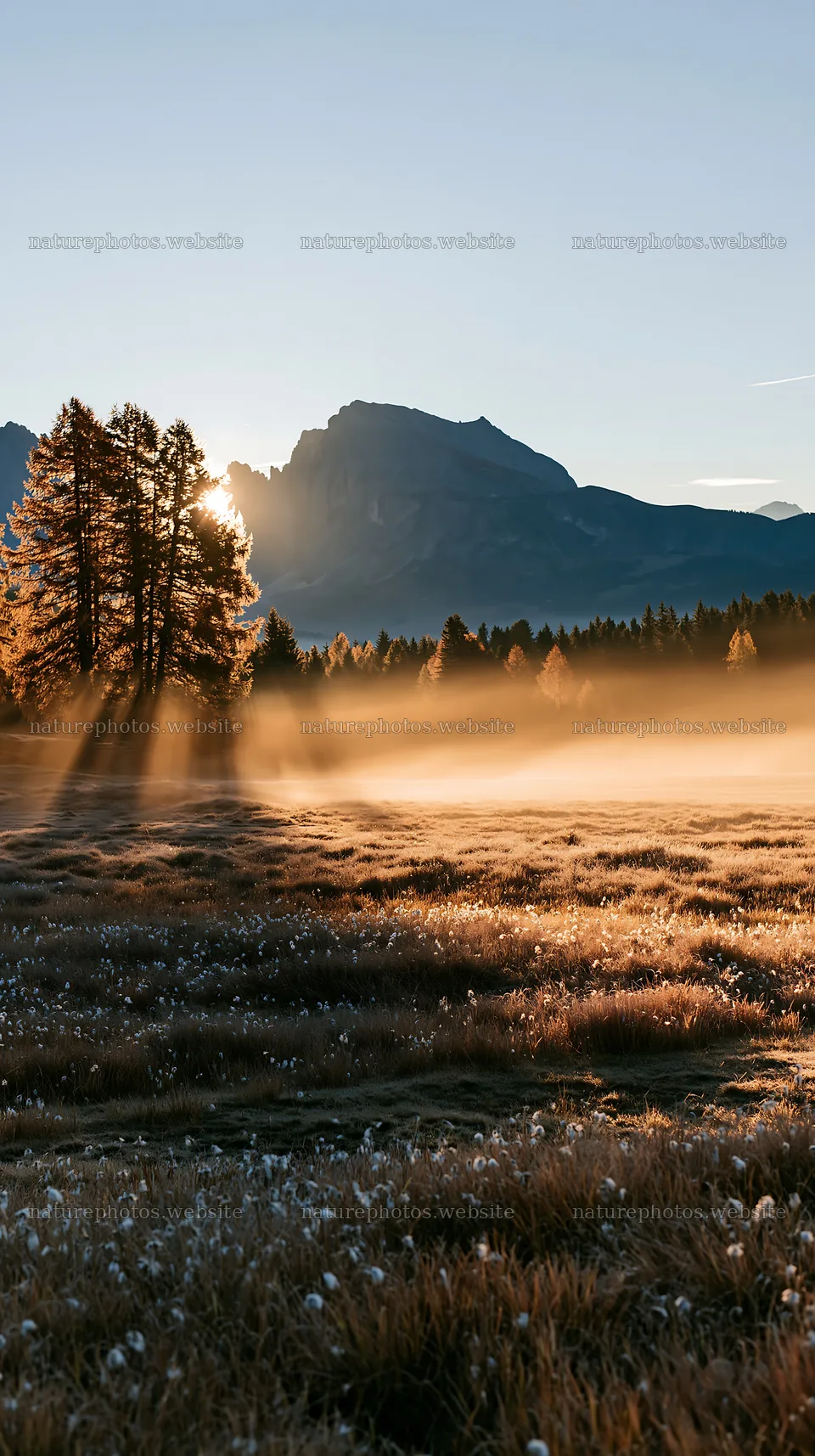 Sunbeams break through trees on Alpe di Siusi meadow – nature photos 5938x10608