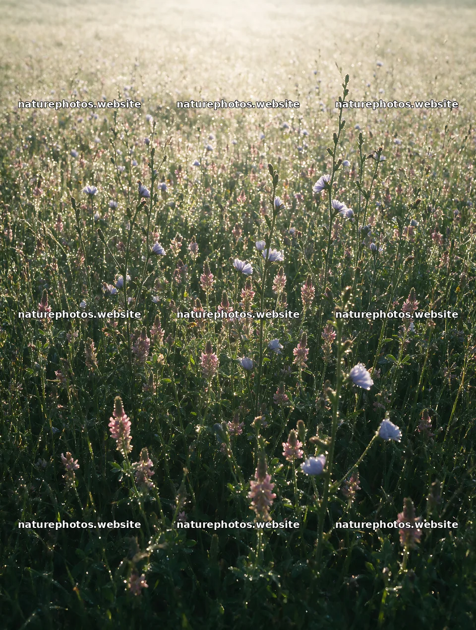 Sainfoin chicory meadow filled with flowers in morning light – nature photos 6898x9134